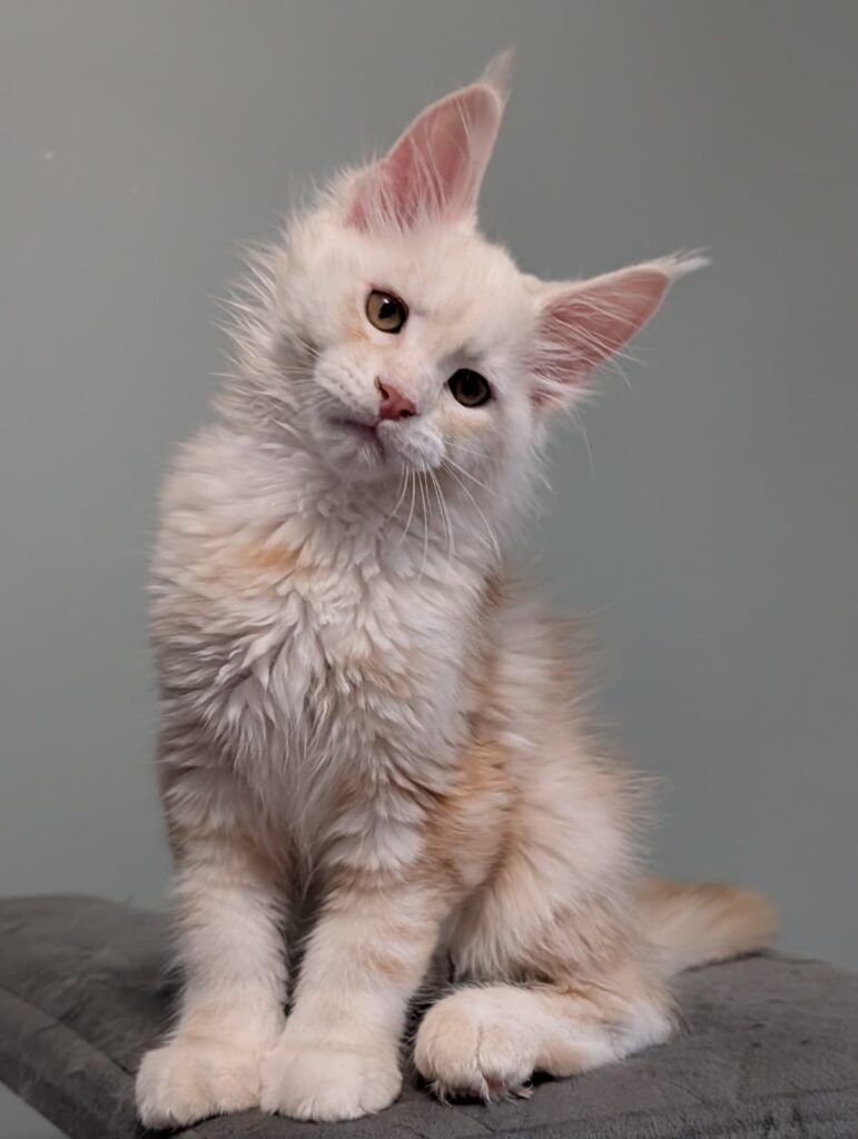Beautiful 3-month-old Red Silver Maine Coon kitten with impressive ear tufts, strong features, and excellent breed type.