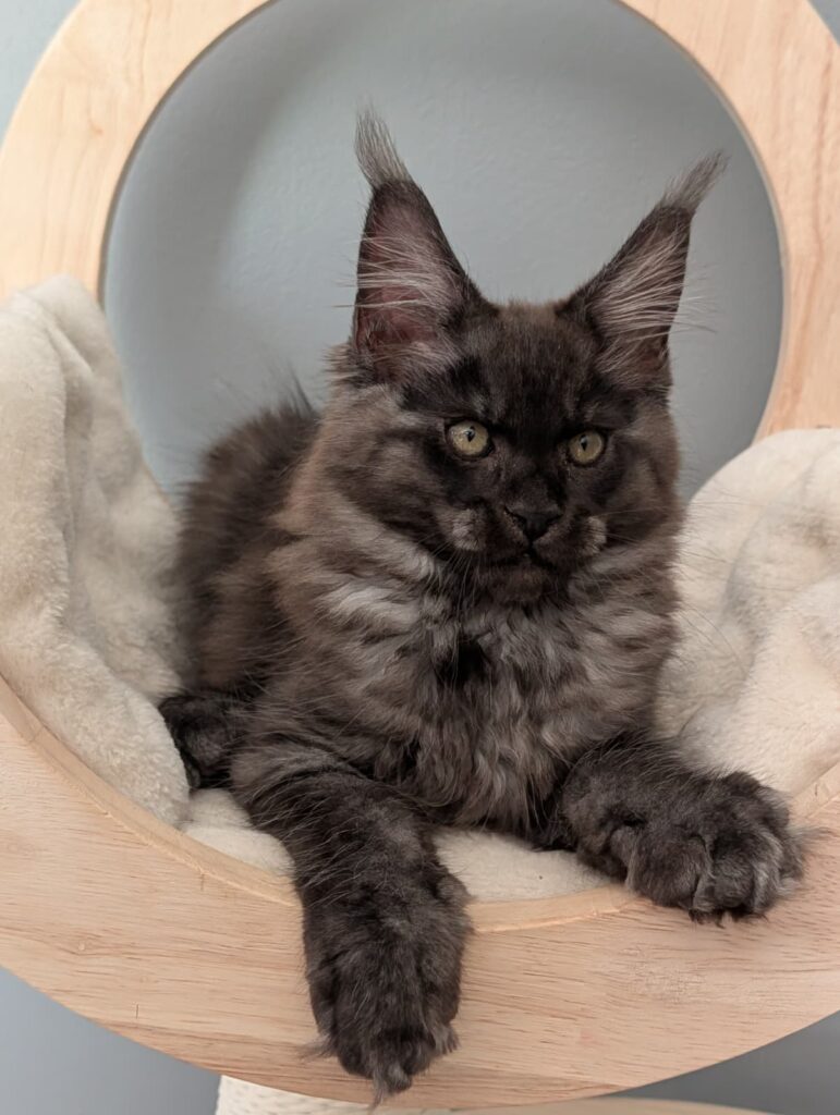 Beautiful 3-month-old Black Silver Maine Coon kitten featuring striking silver contrast, large paws, and excellent breed characteristics.