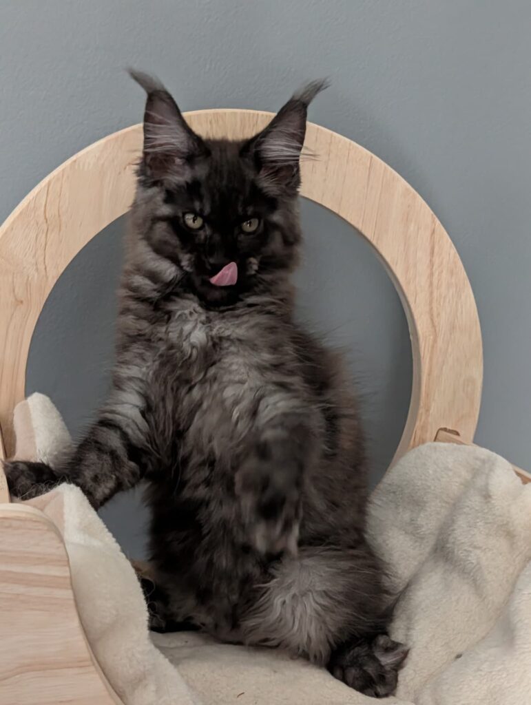 Young Black Smoke Maine Coon kitten, 3 months old, displaying a powerful structure, silky coat, and beautiful