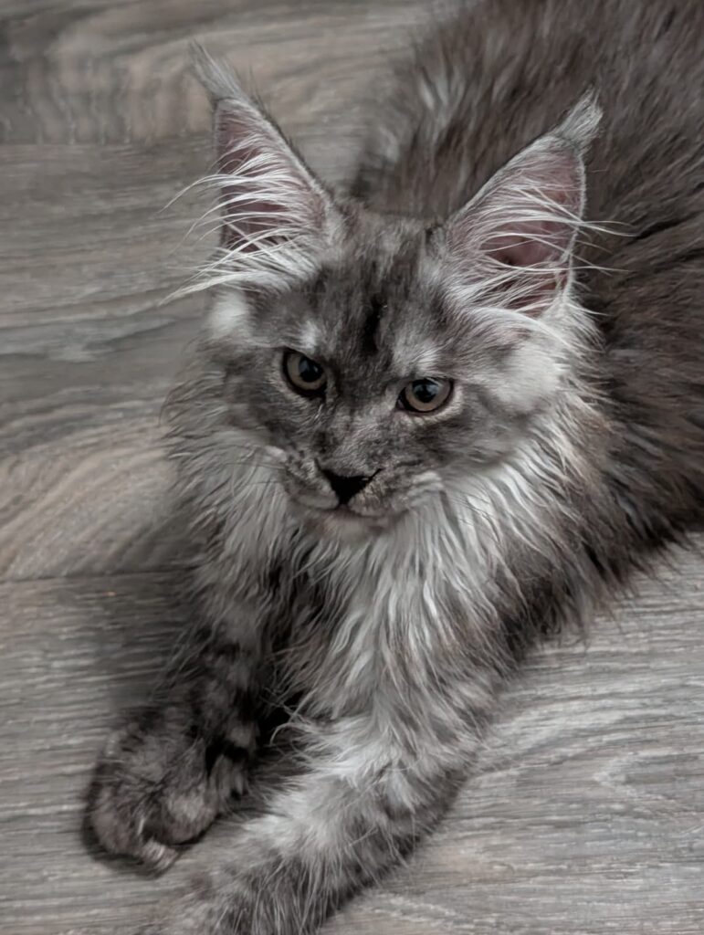 Gorgeous Black Silver Smoke Maine Coon female kitten, 2 months old, with a dramatic smoke pattern, elegant profile, fluffy coat, and beautiful lynx-tipped ears, available for reservation.