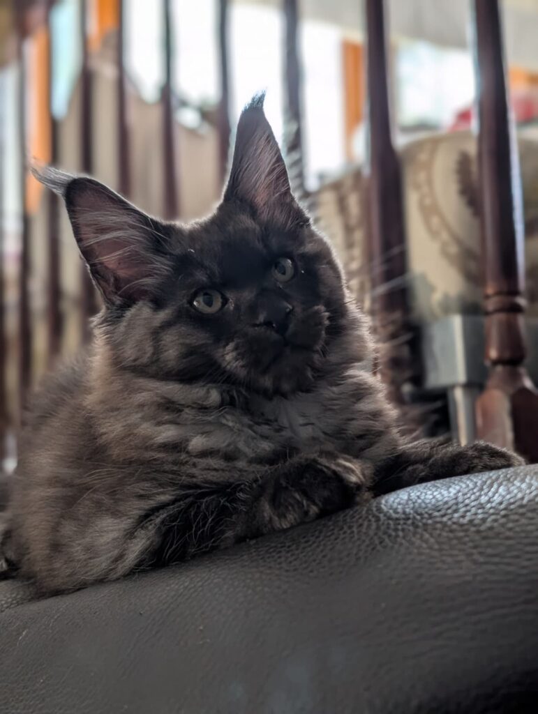 Stunning Black Silver Maine Coon kitten with elegant smoke shading, bright eyes, and magnificent ear tufts, available for reservation.
