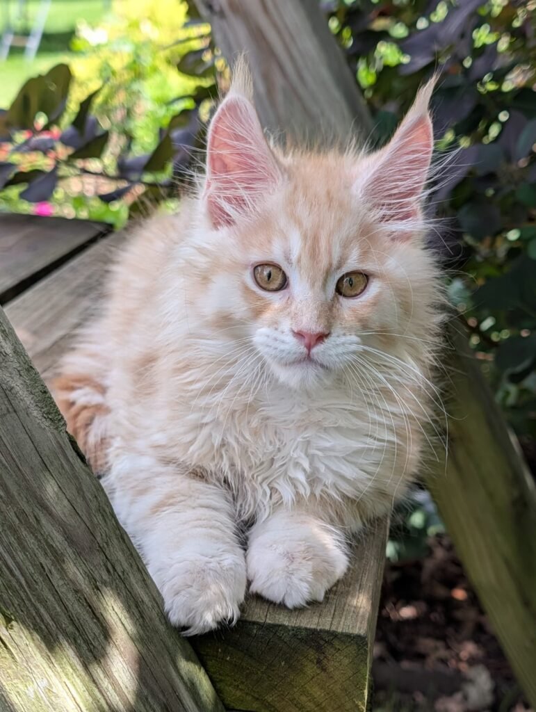 Beautiful 3-month-old Red Silver Maine Coon kitten featuring a striking red-on-silver coat, large tufted ears, a bushy tail, and excellent breed type.