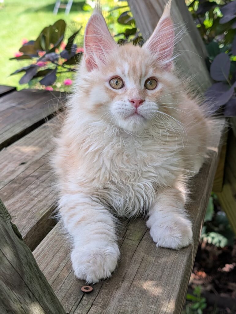 Three-month-old Red Silver Maine Coon kitten with a luxurious fluffy coat, vibrant silver coloring, long lynx tips, and a playful, affectionate personality.