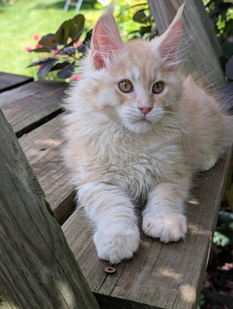 Gorgeous Red Silver Maine Coon kitten, 3 months old, with a soft, fluffy coat, expressive eyes, impressive ear tufts, and a sweet, confident temperament.