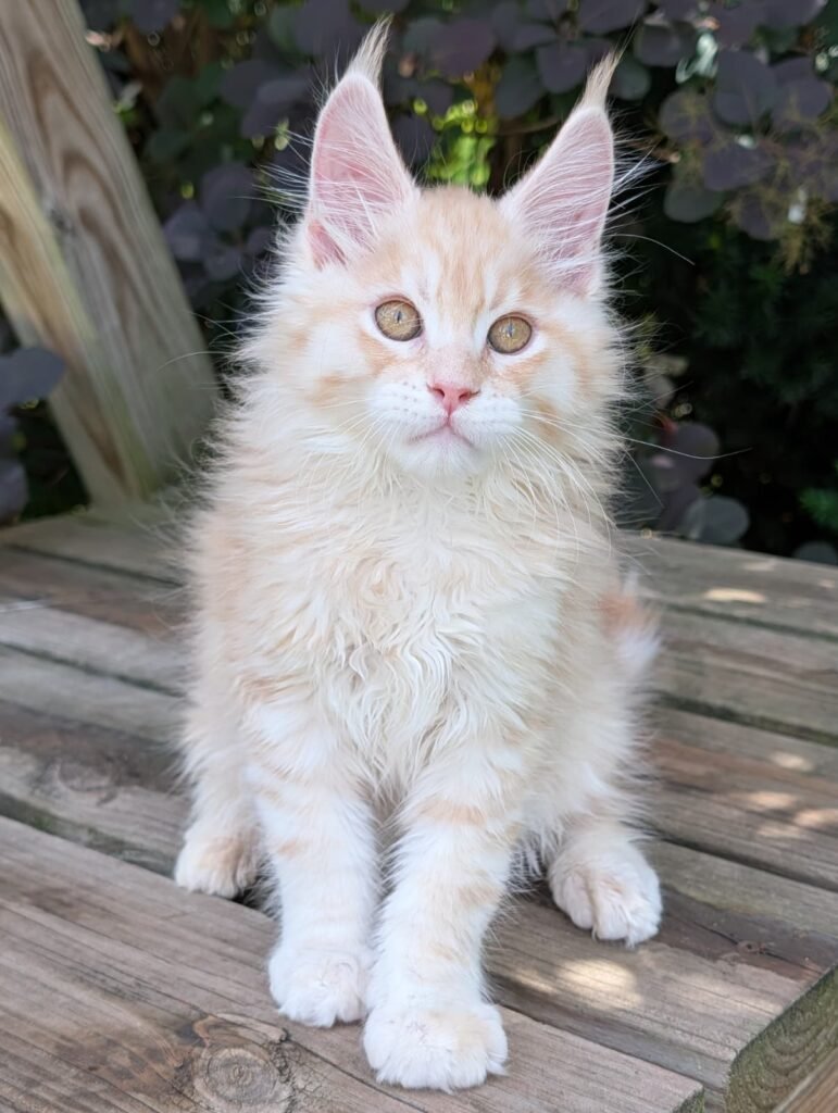 Gorgeous Red Silver Maine Coon kitten, 3 months old, with a soft, fluffy coat, expressive eyes, impressive ear tufts, and a sweet, confident temperament.