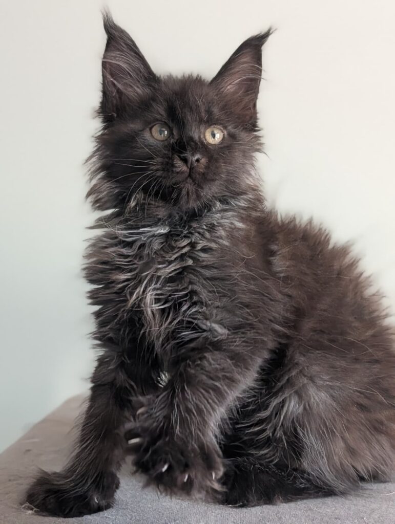 Handsome Black Silver Smoke Maine Coon boy, 2 months old. Almost black in appearance with a beautiful silver undercoat, impressive ear tufts, and a thick fluffy coat.