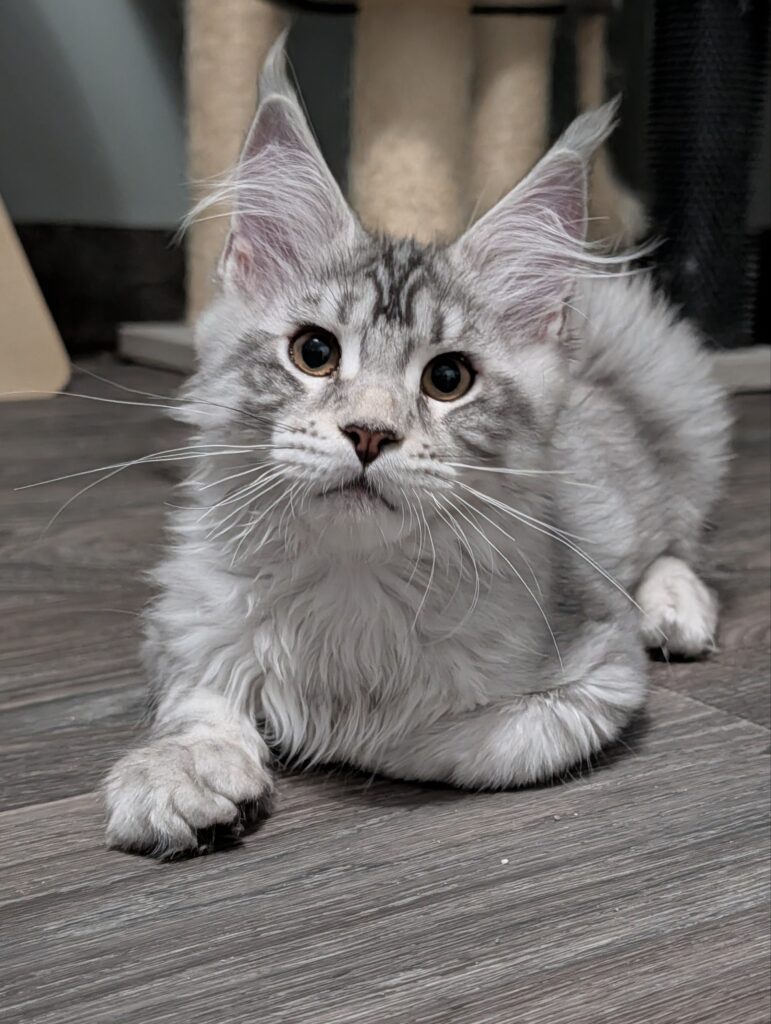 Elegant and incredibly fluffy, this 3-month-old black silver shaded Maine Coon girl is a perfect combination of beauty and personality. She has excellent ear furnishings, a silky coat, and the sweet, friendly temperament Maine Coons are famous for. She is ready to fill her new home with love and companionship.
