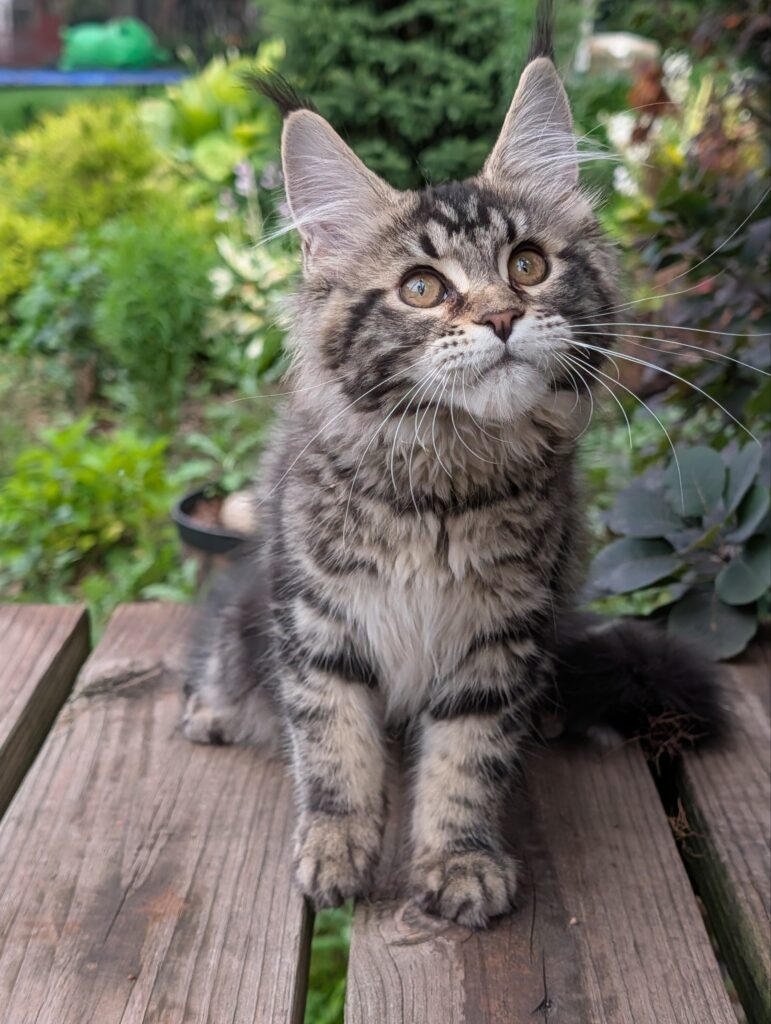 This stunning 3-month-old black tabby female is full of charm and personality. Her beautiful fluffy coat and extra-long ear tufts give her the classic wild Maine Coon look. She is curious, loving, and enjoys spending time with people.