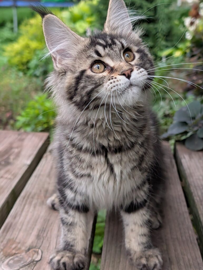 An eye-catching black tabby Maine Coon girl with luxurious fluff and spectacular long lynx tips. At just 3 months old, she already shows excellent breed type, a gentle temperament, and the confident personality that makes Maine Coons so special.