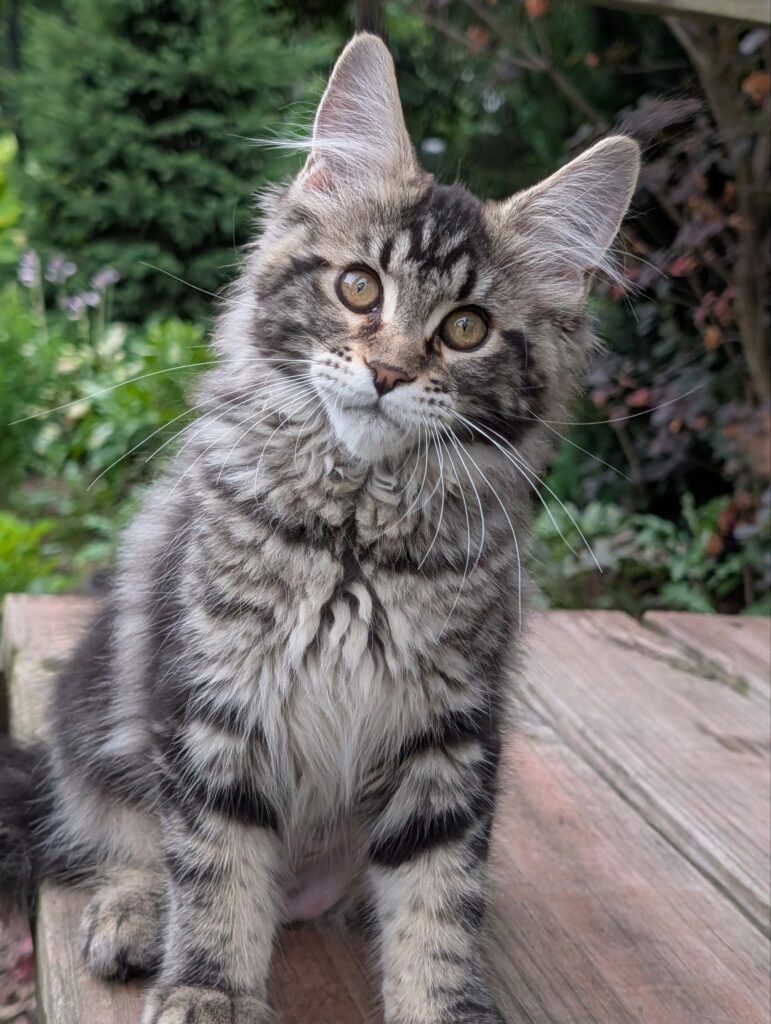 A gorgeous black tabby Maine Coon girl with a fluffy coat, dramatic long ear tufts, and a beautiful, expressive face.