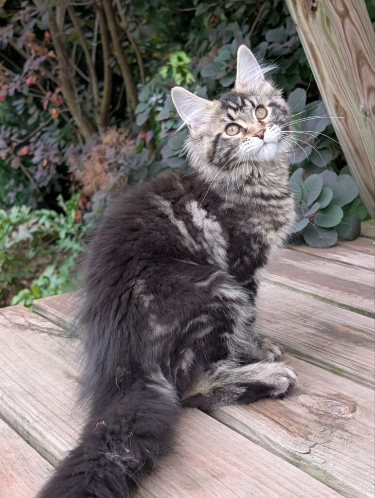 A gorgeous black tabby Maine Coon girl with a fluffy coat, dramatic long ear tufts, and a beautiful, expressive face. At 3 months old, she is playful, affectionate, and confident, making her an excellent choice for a loving family looking for a loyal feline companion.