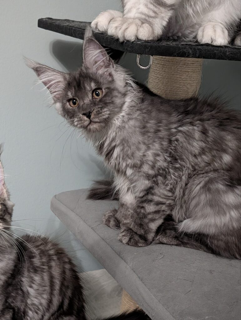 This gorgeous 3-month-old Maine Coon girl is a true little beauty with an exceptionally fluffy coat and a sweet, affectionate personality. She is playful, curious, and loves being around people. Raised in our home with daily love and care, she is ready to become a cherished member of her forever family.