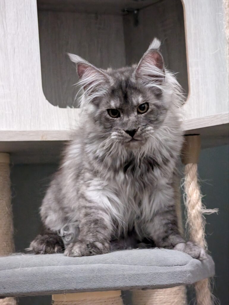 An absolutely stunning Maine Coon girl with a luxurious, fluffy coat and beautiful breed type. At just 3 months old, she is already confident, friendly, and full of personality. She enjoys exploring, playing, and cuddling, making her the perfect companion for any loving home.