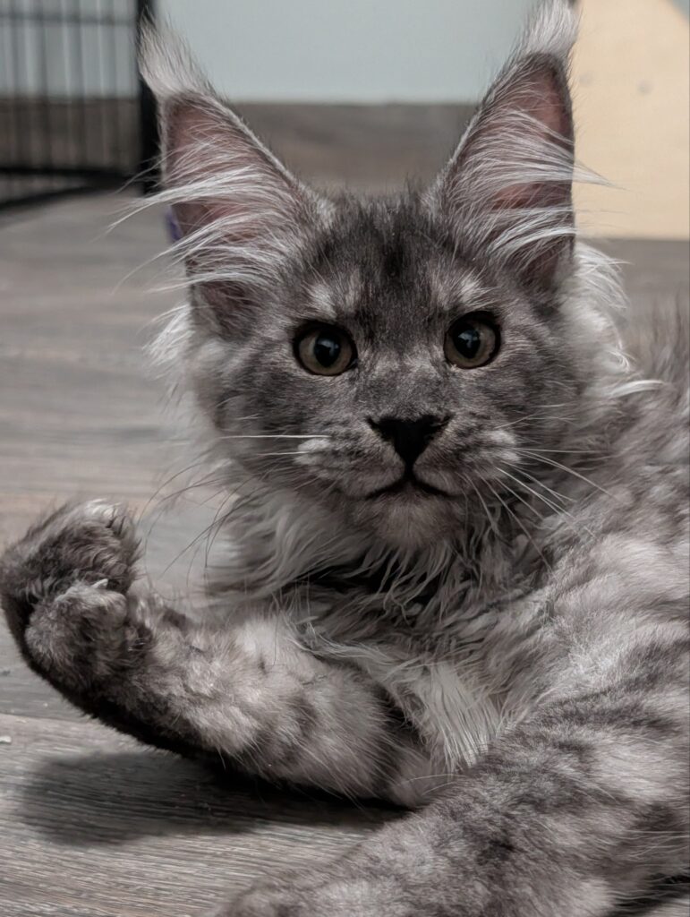 This beautiful Maine Coon kitten is 3 months old and already impresses with her thick, fluffy coat and elegant appearance. She has been lovingly raised in our home, where she receives plenty of attention and socialization. Healthy, affectionate, and playful, she is ready to meet her forever family.