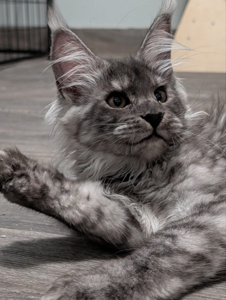 Meet our charming 3-month-old Maine Coon girl! With her incredibly fluffy coat, expressive eyes, and gentle personality, she captures everyone's heart. She is well-socialized, playful, and affectionate, making her an ideal companion for families looking for a loving and loyal feline friend.