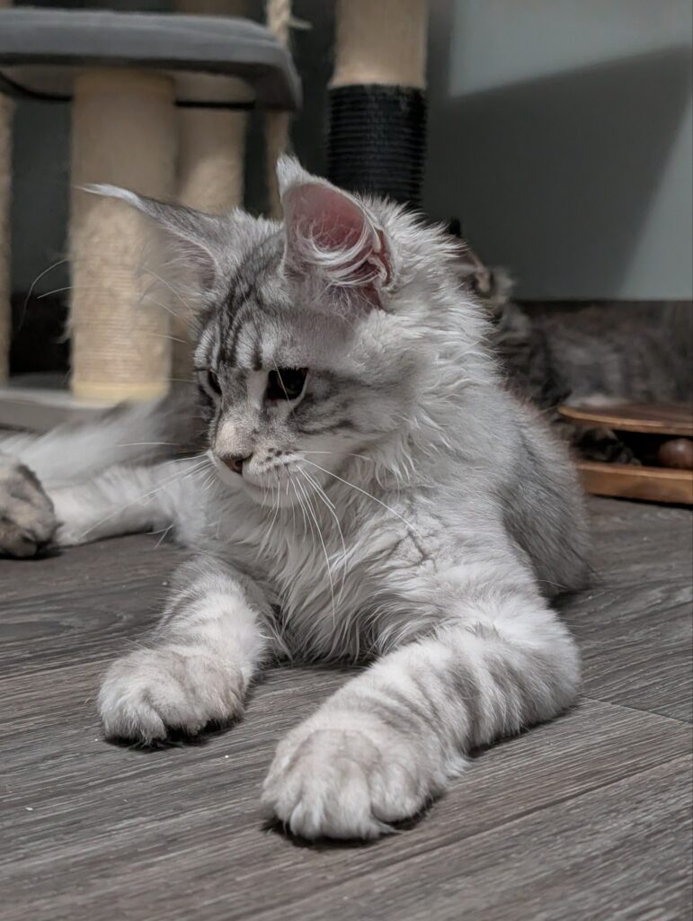 This stunning black silver shaded Maine Coon girl is 3 months old and already displays exceptional breed type. Her beautiful silver coat, luxurious fluff, and elegant expression make her truly unforgettable. Raised with love in our home, she is affectionate, playful, and well-socialized, making her a wonderful addition to any family.