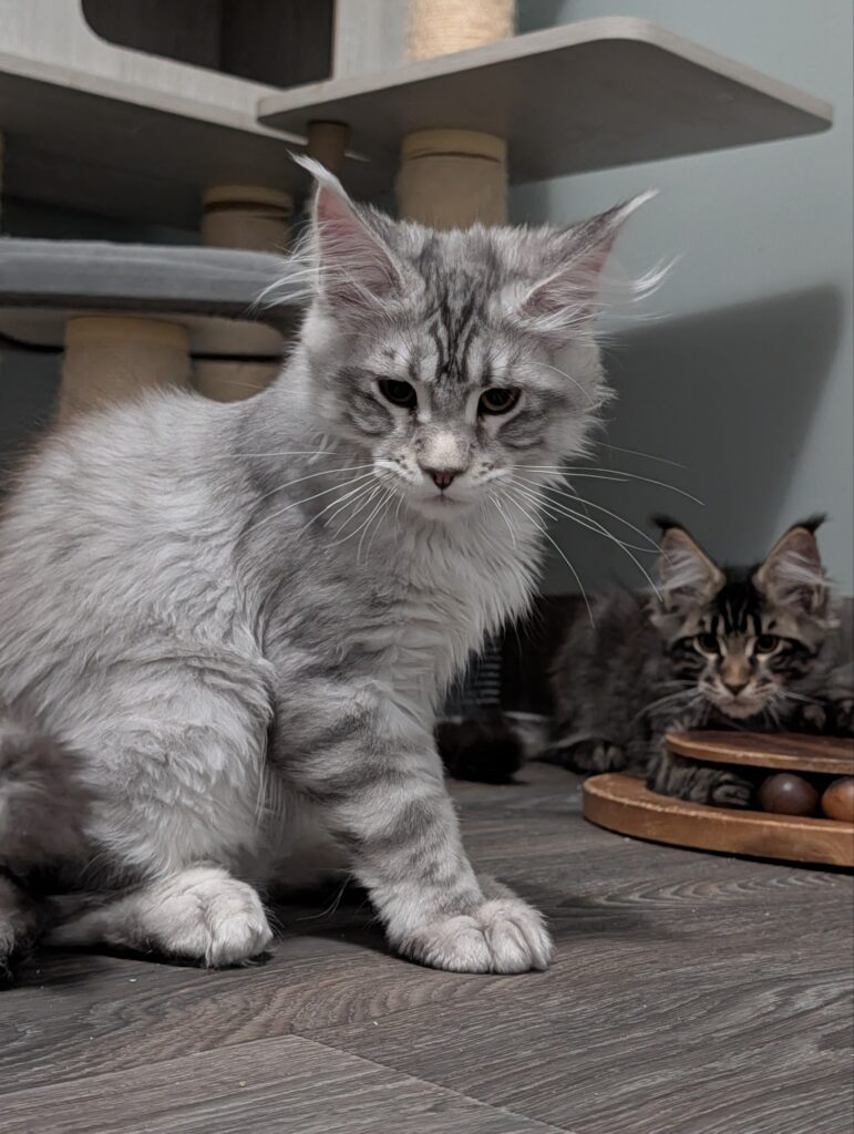 This beautiful black silver shaded princess is developing into a truly impressive Maine Coon. Her soft silver coat, expressive face, and playful personality make her impossible to resist. She has been raised in our home with daily care and socialization, ensuring a smooth transition into her new family.
