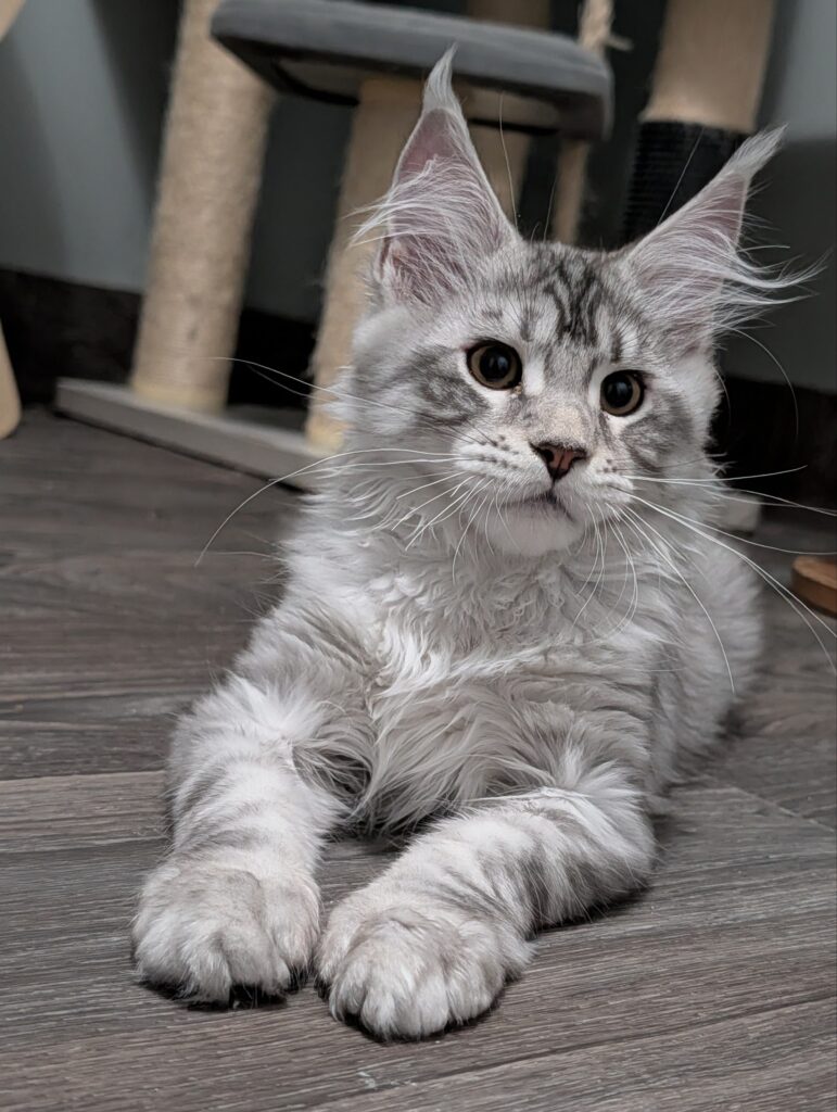 A gorgeous black silver shaded female with a breathtaking coat and striking greenish eyes that will become even more expressive as she matures. This sweet girl has a gentle temperament, loves human attention, and enjoys both playtime and cuddles. She is healthy, confident, and ready for her forever home.