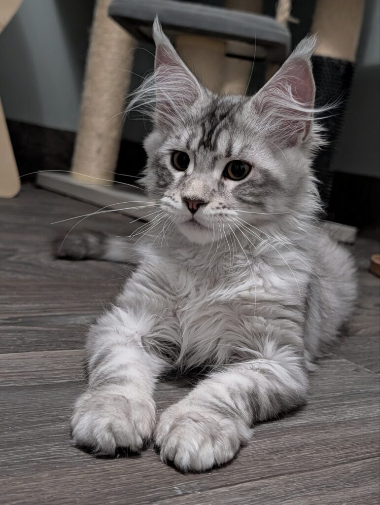 An exceptional black silver shaded Maine Coon girl with outstanding quality, luxurious coat, and a confident, loving personality. At just 3 months old, she already shows excellent breed characteristics and a wonderful temperament. She is healthy, well-socialized, and ready to become a beloved member of her forever family.