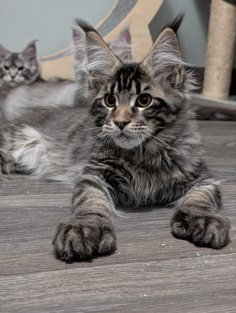 Handsome 3-month-old polydactyl Black Tabby Maine Coon male featuring bold tabby markings, oversized paws, a bushy tail, and excellent breed type.