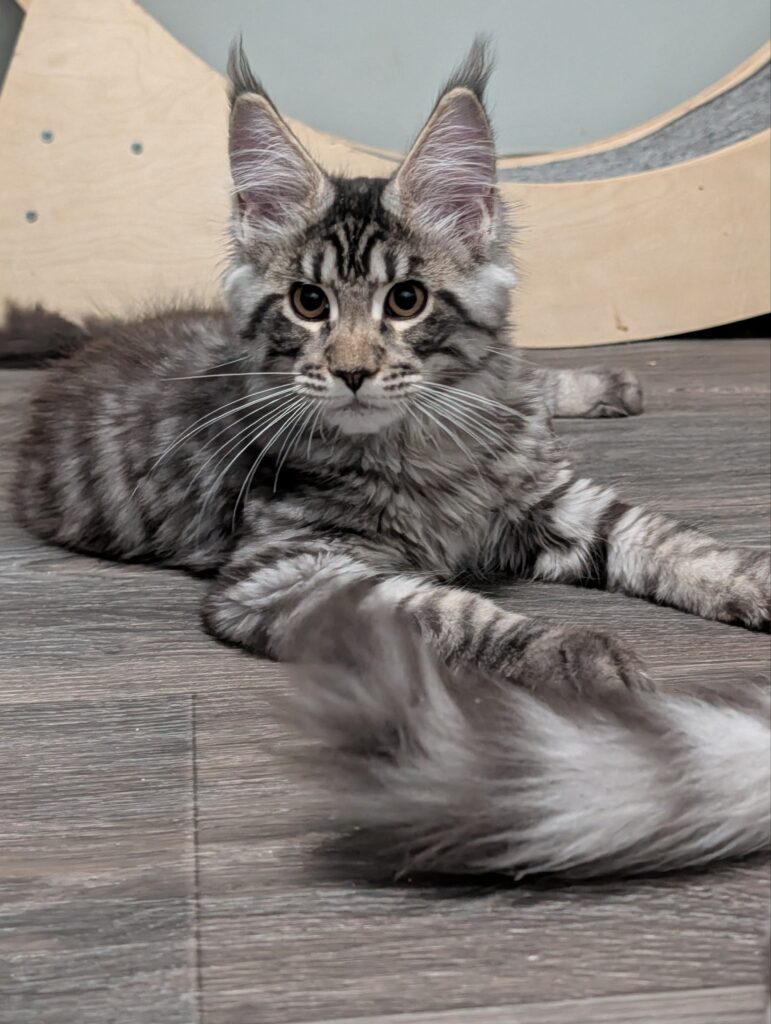 Beautiful three-month-old Black Tabby Maine Coon girl with a luxurious fluffy coat, striking tabby pattern, long ear tufts, and a sweet, curious temperament.