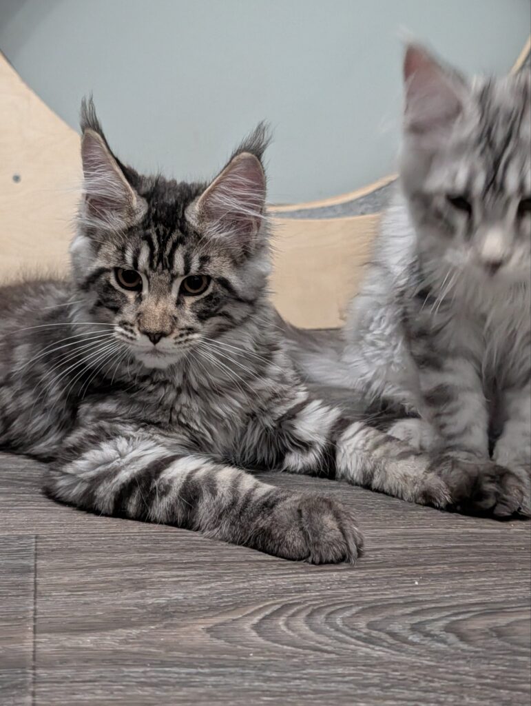 Elegant 3-month-old Black Tabby Maine Coon female with bright expressive eyes, a silky coat, impressive lynx tips, and a gentle, affectionate personality.