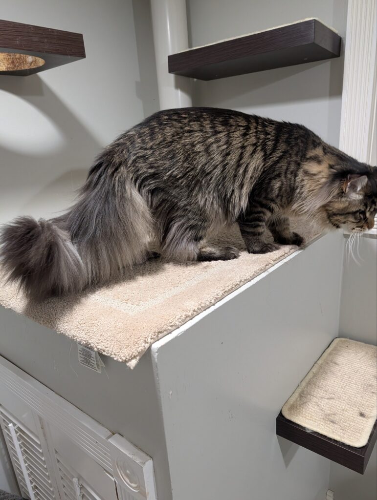his impressive boy has everything you expect from a true Maine Coon: a large powerful body, strong bone structure, beautiful expression, luxurious coat, a huge fluffy tail, and spectacular long ear tufts.