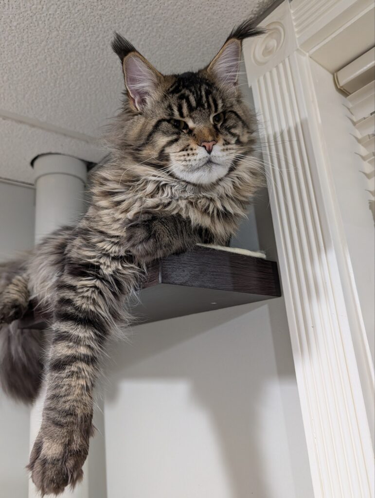 A wonderful opportunity for someone who wants a mature Maine Coon with excellent breed features and a magnificent appearance.