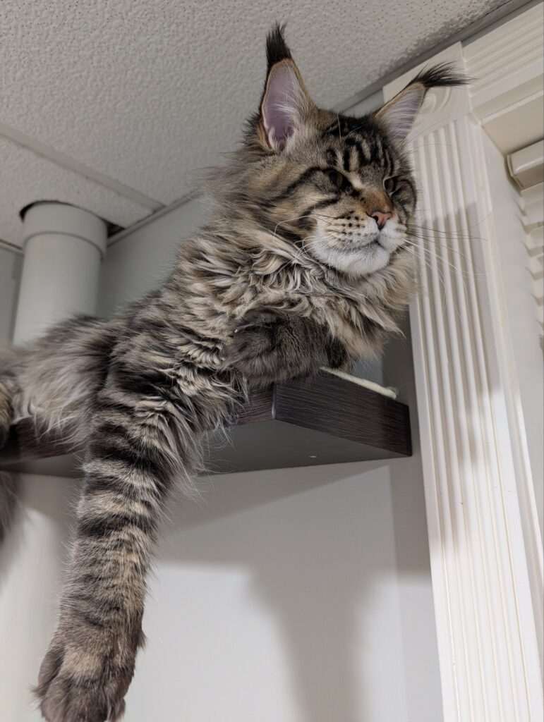 This handsome boy is 1 year and 3 months old and already has the impressive size and appearance that Maine Coons are famous for.