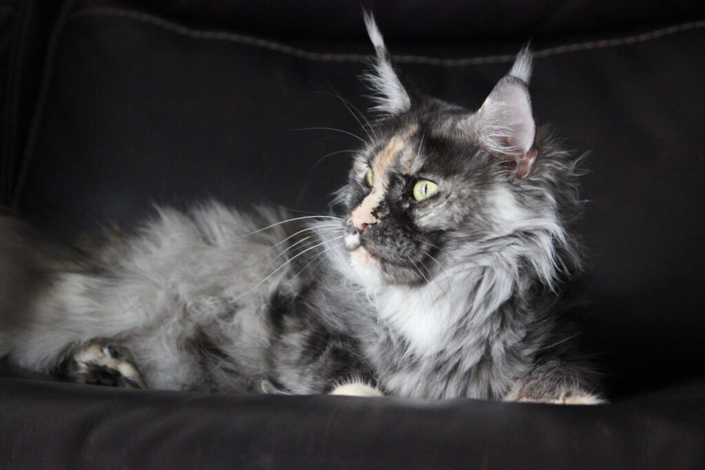 Beautiful Maine Coon female with tortoiseshell coat