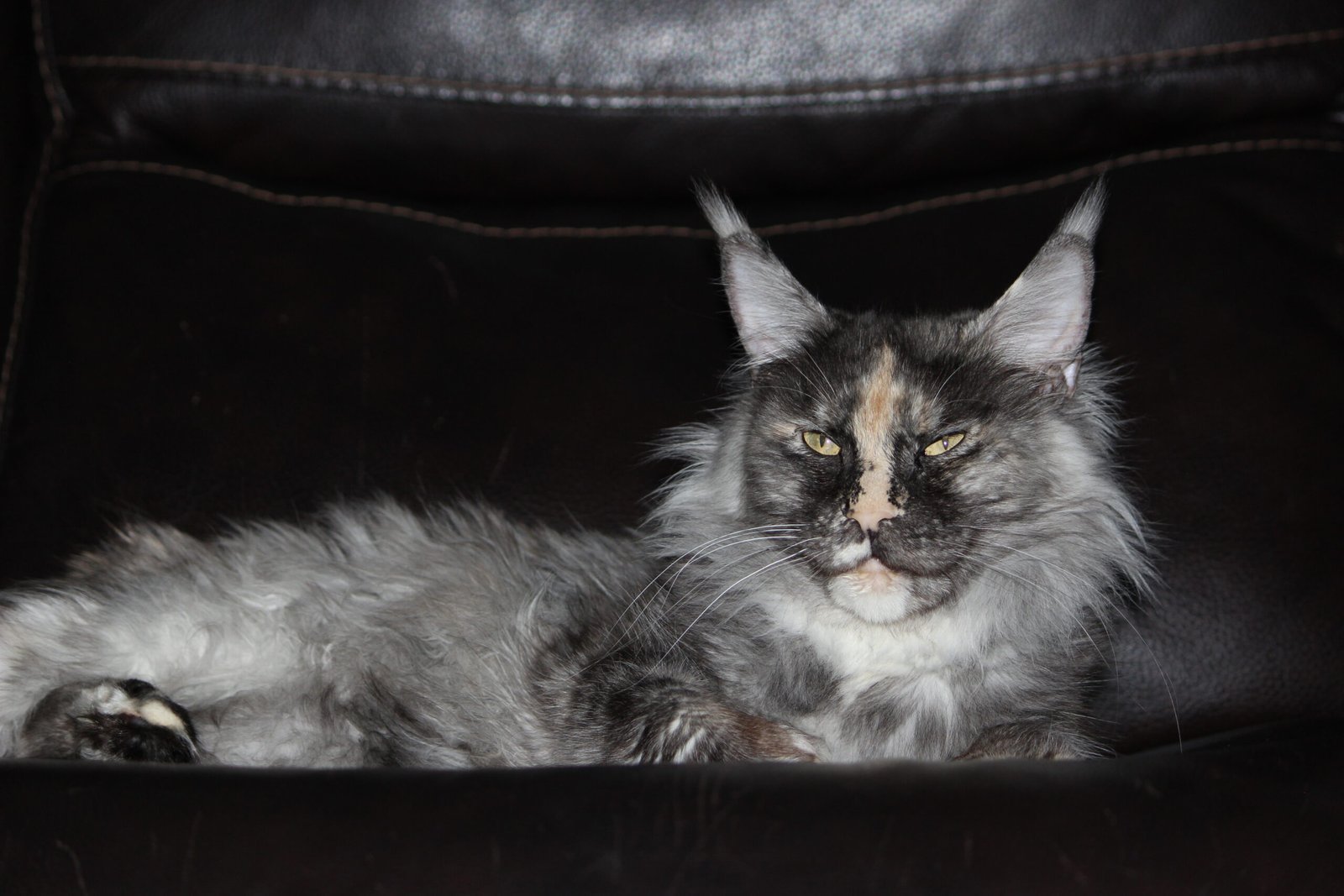 Beautiful tortoiseshell Maine Coon female