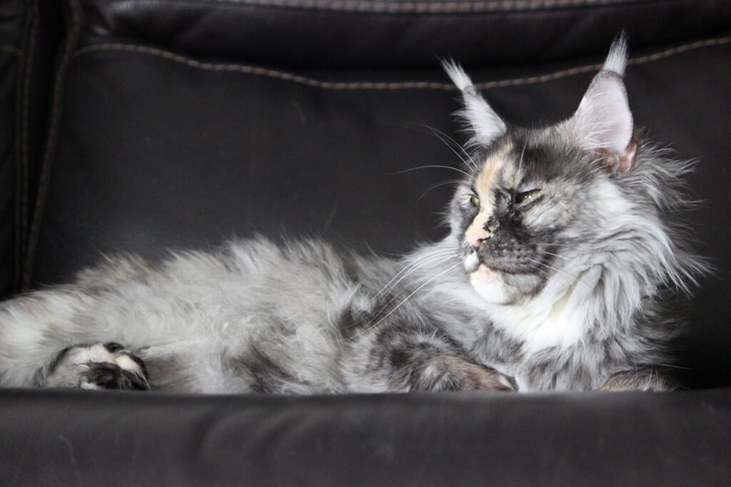 Tortoiseshell female Maine Coon cat