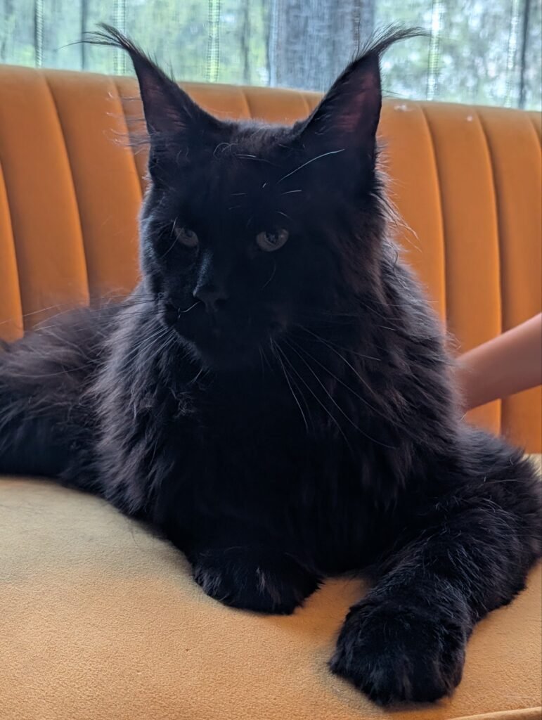 A powerful and elegant Maine Coon male with impressive presence and breed character