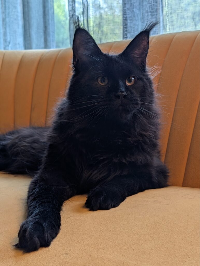 Strong, majestic, and unmistakably Maine Coon — one of the distinguished males of our cattery.