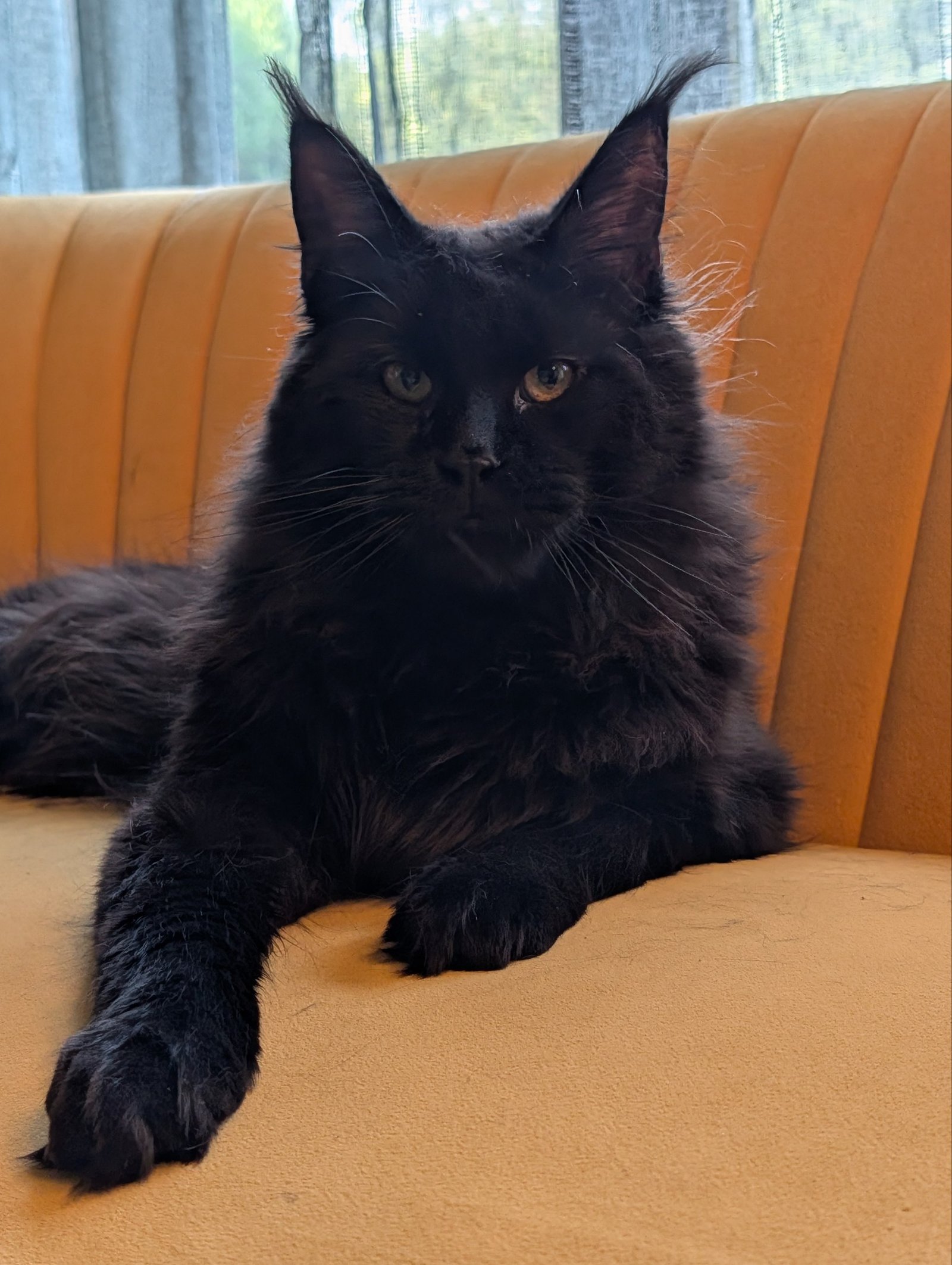 Elegant appearance, impressive size, and the gentle character we love in the Maine Coon breed.