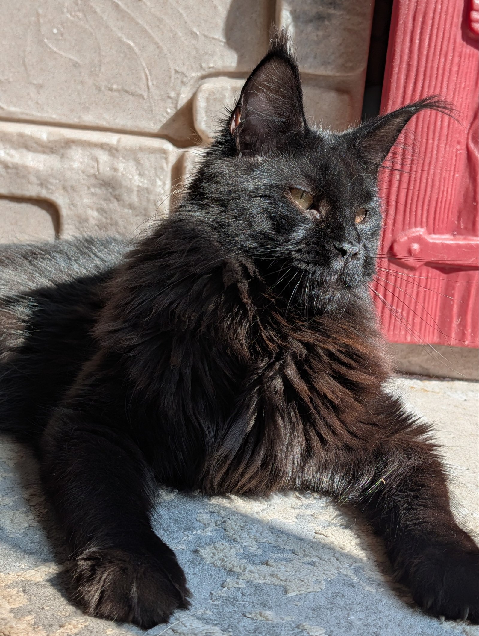 Black Maine Coon stud male with long ear tufts and a luxurious coat
