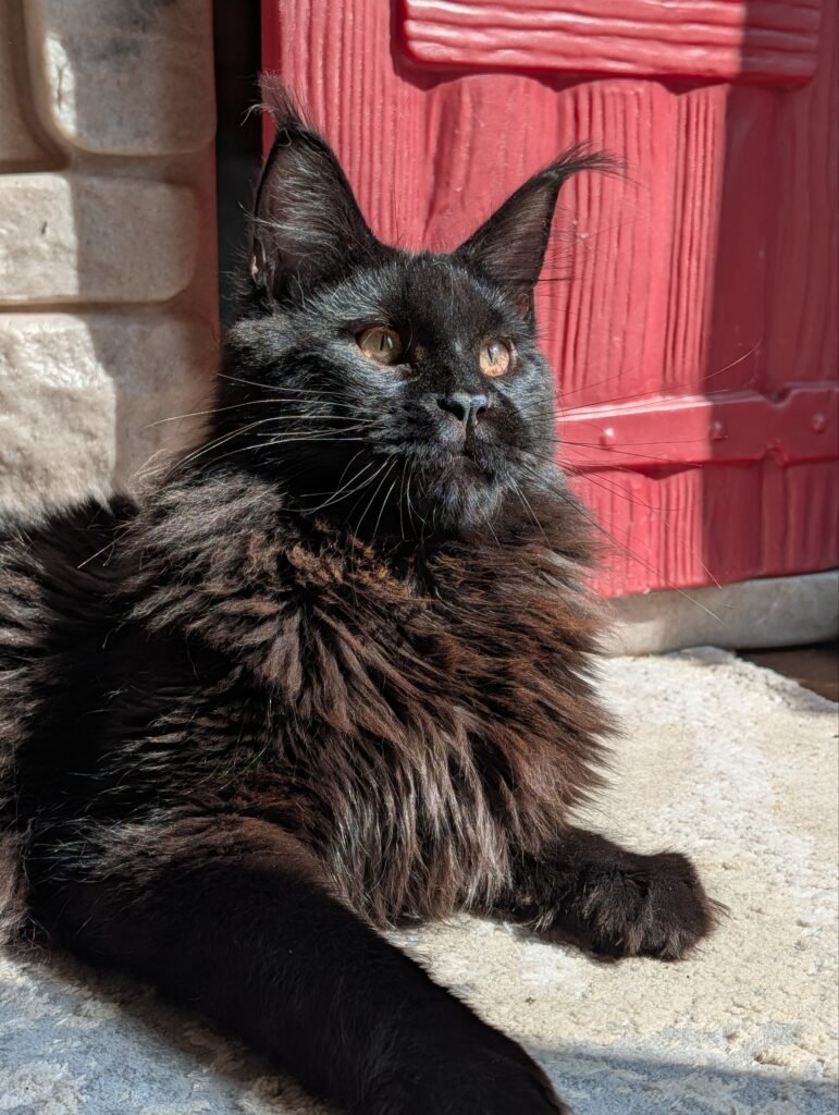 Large black Maine Coon stud with striking ear tufts and a beautiful coat