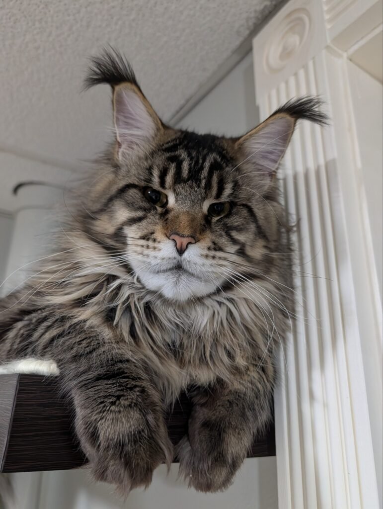 Black classic tabby spotted Maine Coon male with a beautiful coat, large ears, and distinctive Maine Coon features.