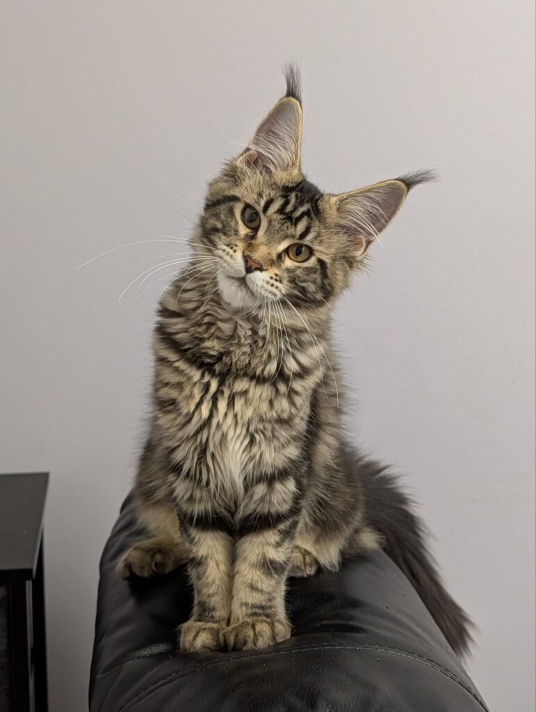 Black classic tabby Maine Coon female with long body, tall legs, and prominent ear tufts
