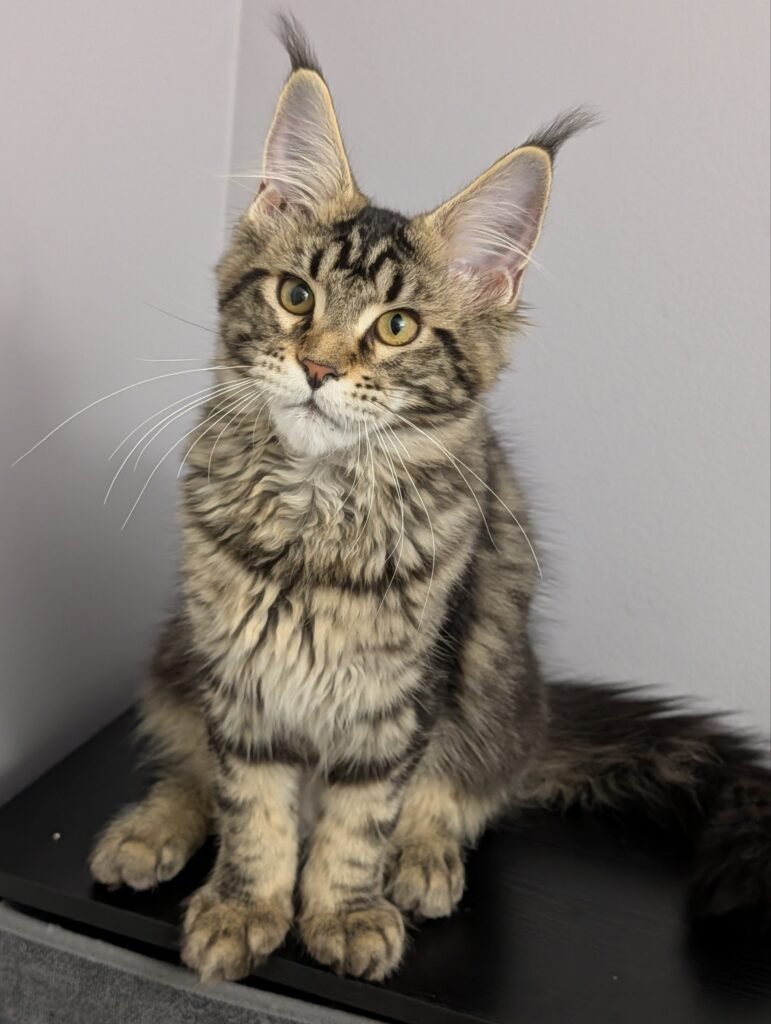 Majestic Maine Coon kitten in black classic tabby with long ear tufts and excellent breed type