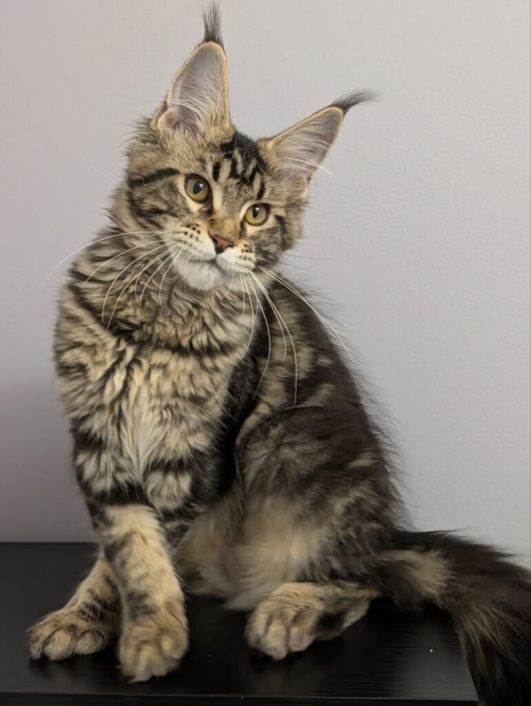 Black classic tabby Maine Coon kitten with long ear tufts and a beautiful muzzle