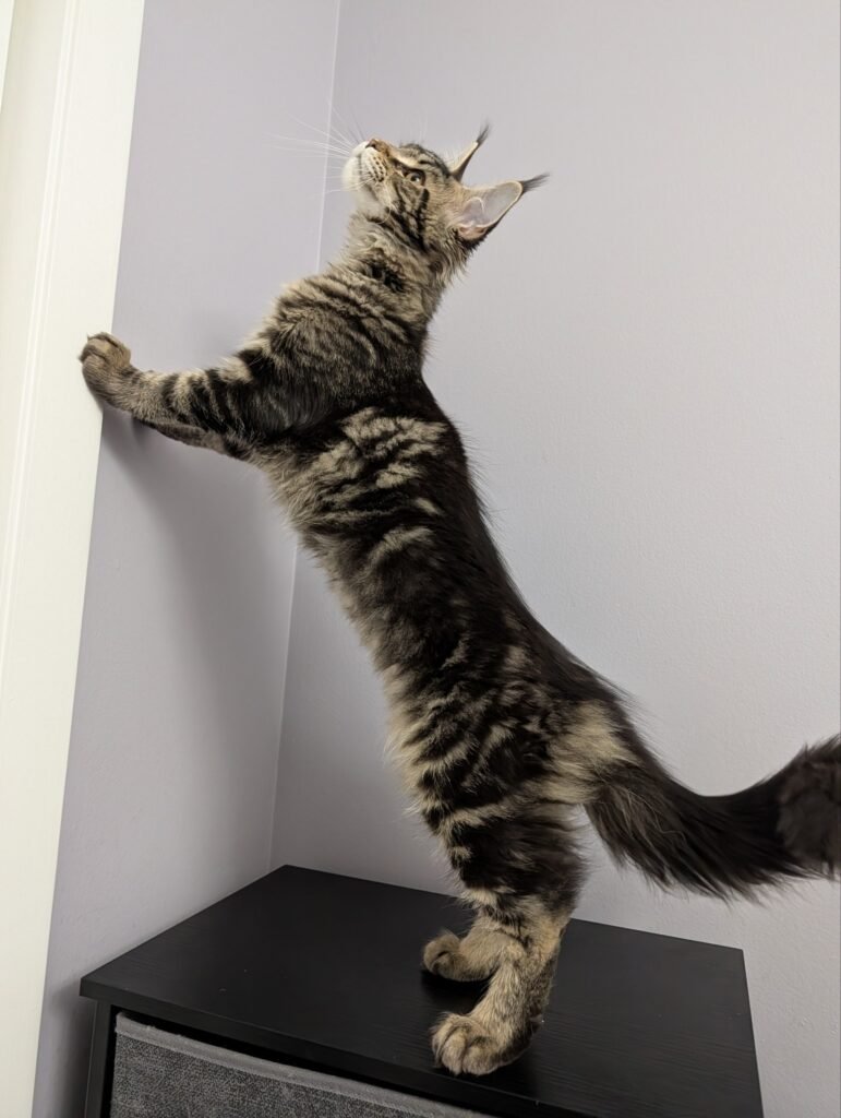 Beautiful Maine Coon girl in classic black tabby with long ear tufts