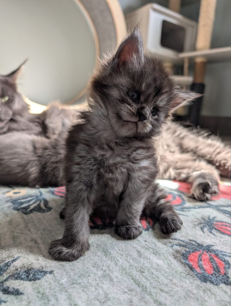 One-Month-Old Black Smoke Maine Coon Kitten