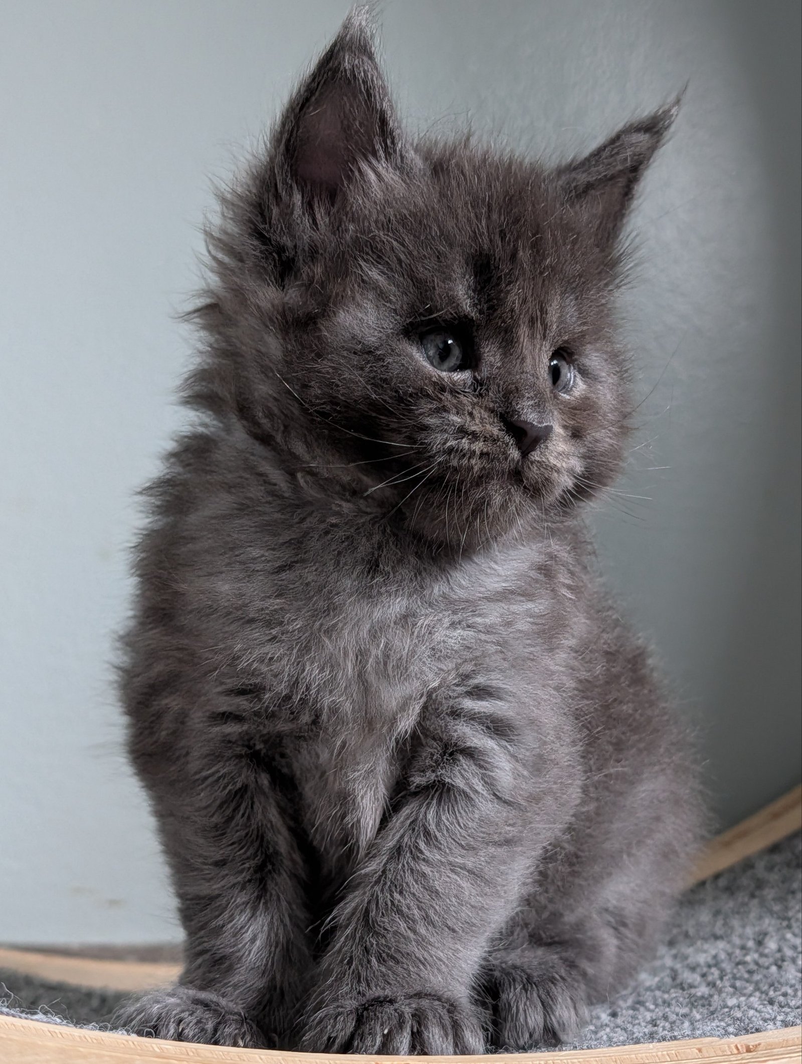 Beautiful Blue Smoke Maine Coon kitten with a soft smoky coat