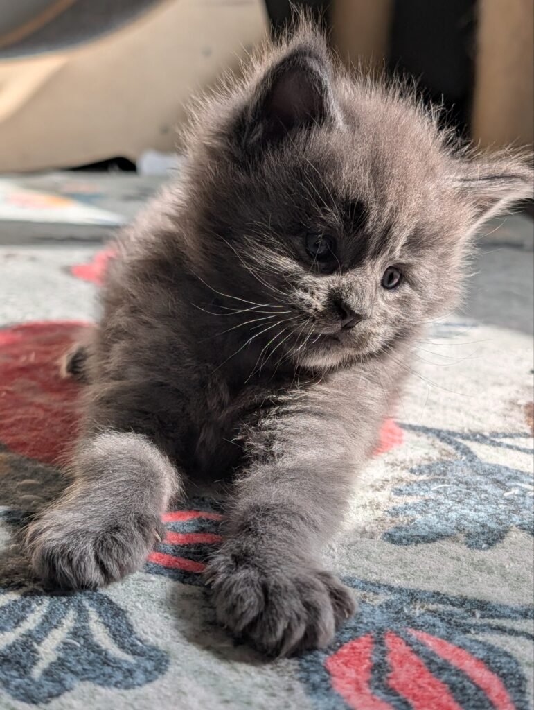 Harry Styles – Blue Smoke Maine Coon kitten with a luxurious smoky blue coat, fluffy fur, and a majestic appearance at Sapphire Ocean Cattery.